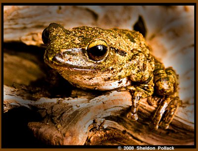 golden frog 1 .jpg