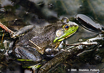 green frog 1 .jpg