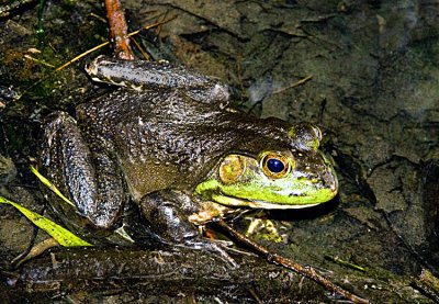 green frog 2 .jpg