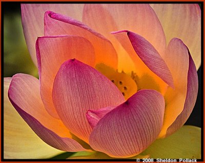 lotus flower 17 .jpg
