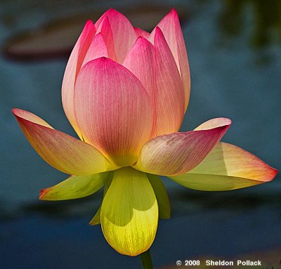 lotus flower 20 .jpg
