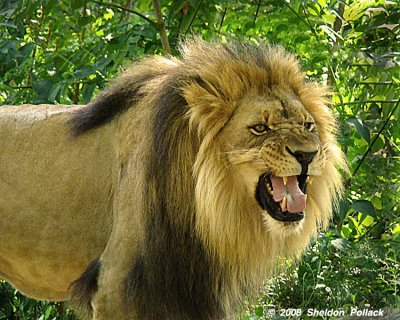 Angry-lion-.jpg