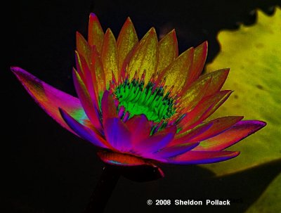colored-waterlilly-5-.jpg
