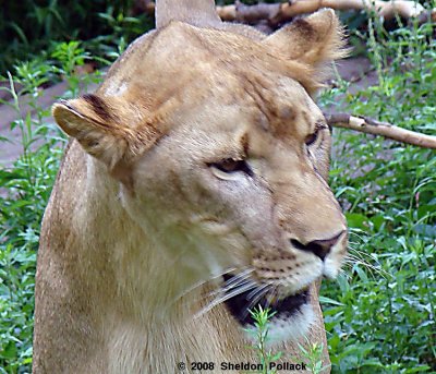 female-lion-5-.jpg