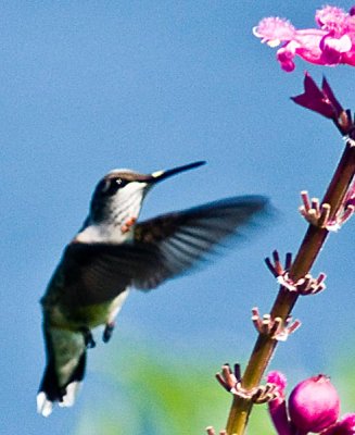 humming-bird-7-.jpg