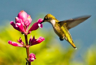 hummingbird-1-.jpg
