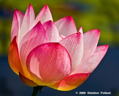 lotus-blossom-12-.jpg