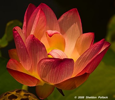 lotus-blossom-13--.jpg