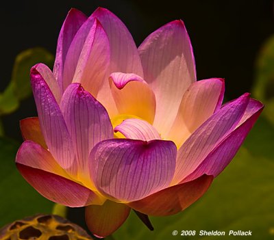 pink-lotus-blossom.jpg