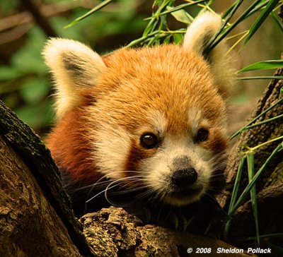 red-panda-5-.jpg