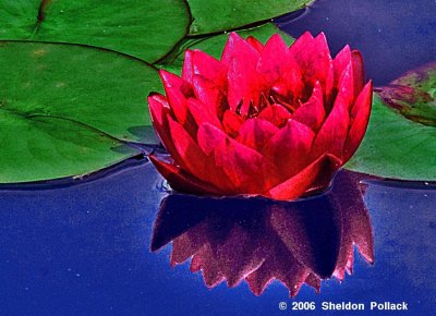 waterlilly-34-.jpg