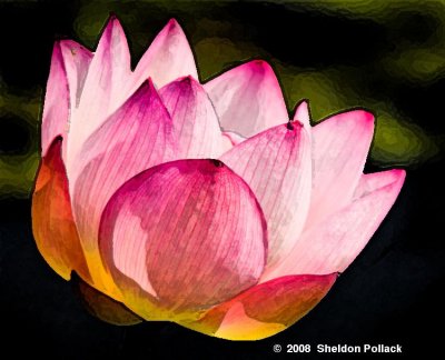 lotus-blossom-10-.jpg