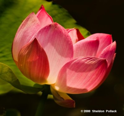 lotus-blossom-9-.jpg