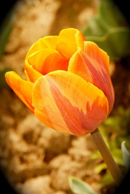 4-29-09_tulips_at_clark_gardens