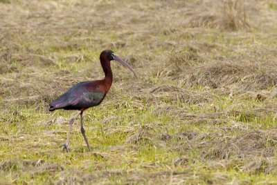 glossy ibis 6 .jpg