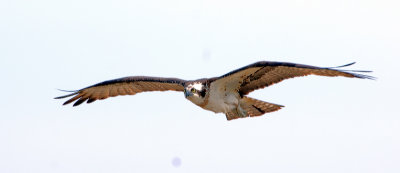 osprey 29.jpg