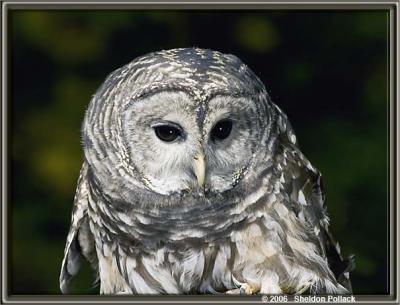 barred-owl--3--sp-.jpg