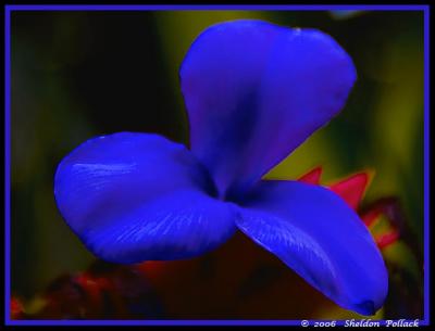 blue-flower--sp.jpg