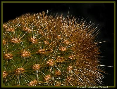 cactus-5-.jpg