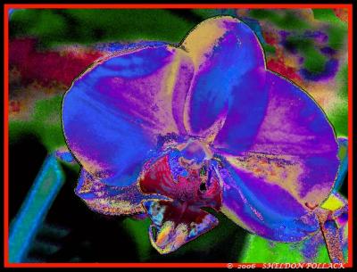 COLORED-ORCHID-.jpg