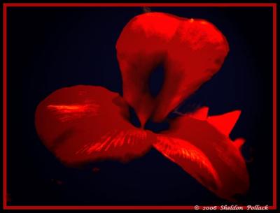 redish-flower--sp.jpg