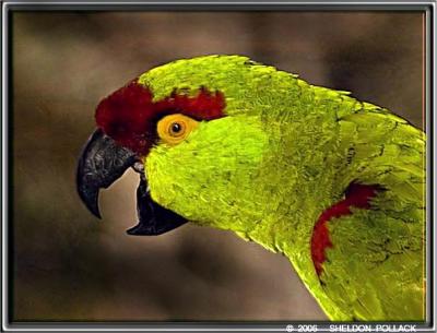 THICK--BILLED---PARROT-3-.jpg