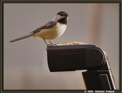 bird-feeder-2-.jpg