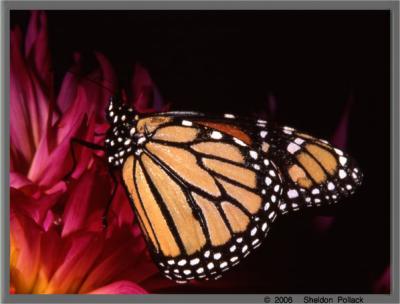monarch-5----sp.jpg