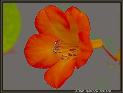 orange-flower-5--sp.jpg