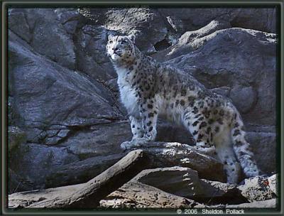 snow-leopard-8----sp-.jpg