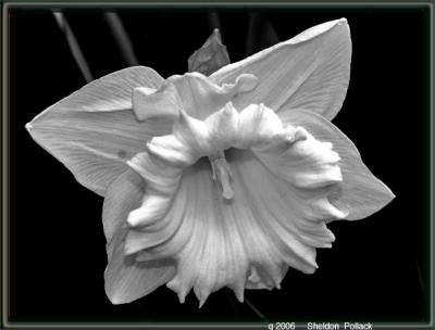 BW-daffodil-2---sp.jpg