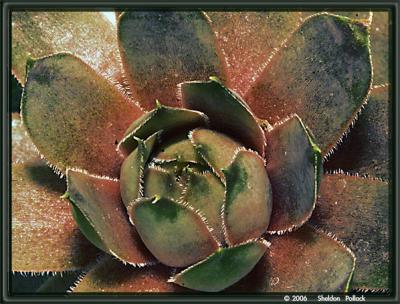 cactus-9---sp.jpg