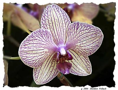 orchid-10-.jpg