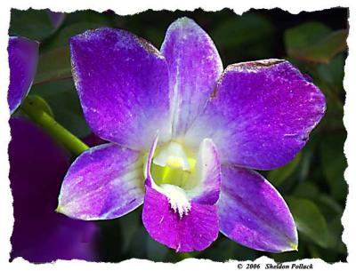 Orchid-11--.jpg