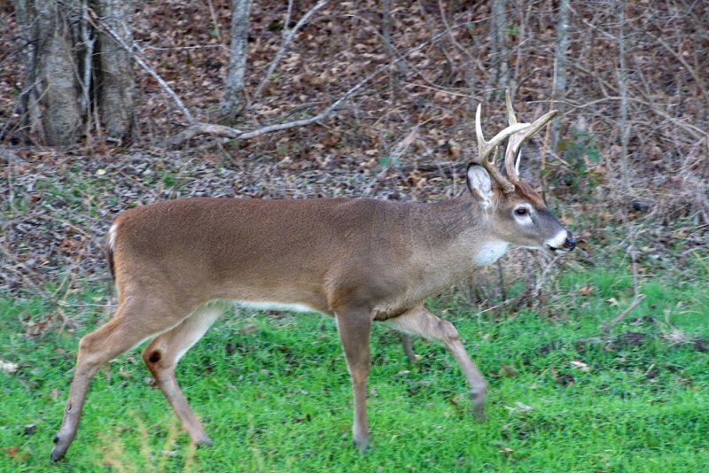 6 Point