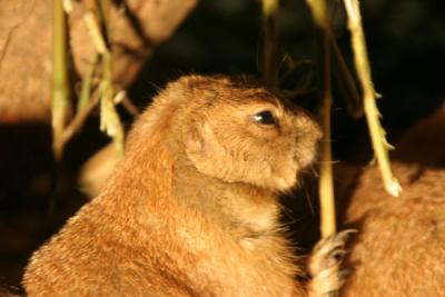 Small Mammals (Close Up)