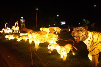 Animal Lanterns