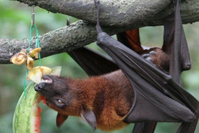 g3/32/560532/3/56780909.SingaporeZoologicalGardenIMG_0042.jpg