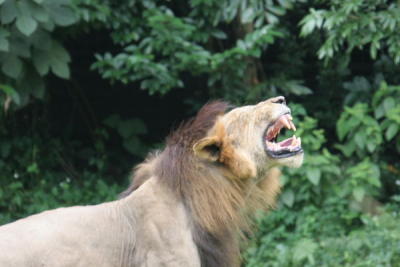 g3/32/560532/3/56780921.SingaporeZoologicalGardenIMG_0081.jpg