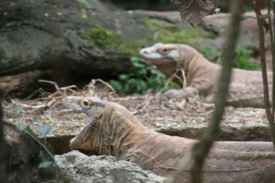 g3/32/560532/3/56780930.SingaporeZoologicalGardenIMG_0106.jpg