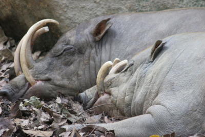 g3/32/560532/3/56780949.SingaporeZoologicalGardenIMG_0195.jpg