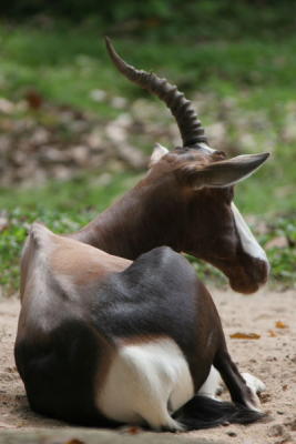 g3/32/560532/3/56780958.SingaporeZoologicalGardenIMG_9969.jpg