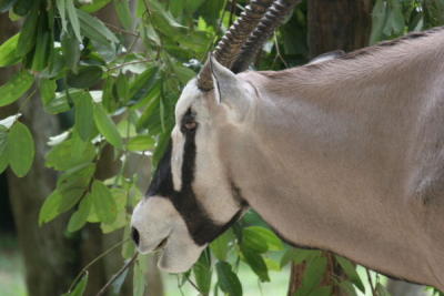 g3/32/560532/3/56780959.SingaporeZoologicalGardenIMG_9971.jpg