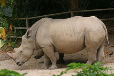 g3/32/560532/3/56780965.SingaporeZoologicalGardenIMG_9982.jpg