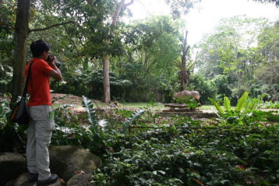 g3/32/560532/3/56780971.SingaporeZoologicalGardenIMG_9999d.jpg