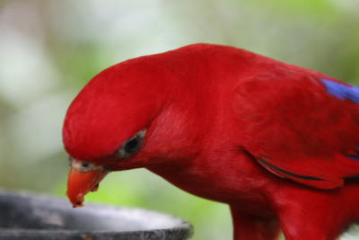 g3/32/560532/3/56780972.SingaporeZoologicalGardenIMG_9999e.jpg