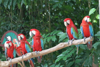Singapore Zoo