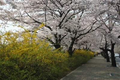 Cherry Blossom Park