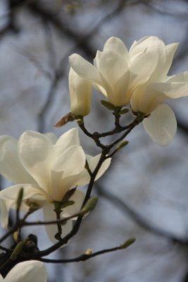 IMG_4835.JPG