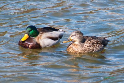 z P1080219 Duck pair in Lake Estes.jpg